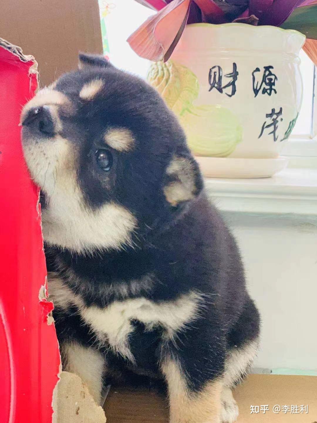 如何购买一只优秀的黑柴,黑柴价格目前是多少? - 知乎