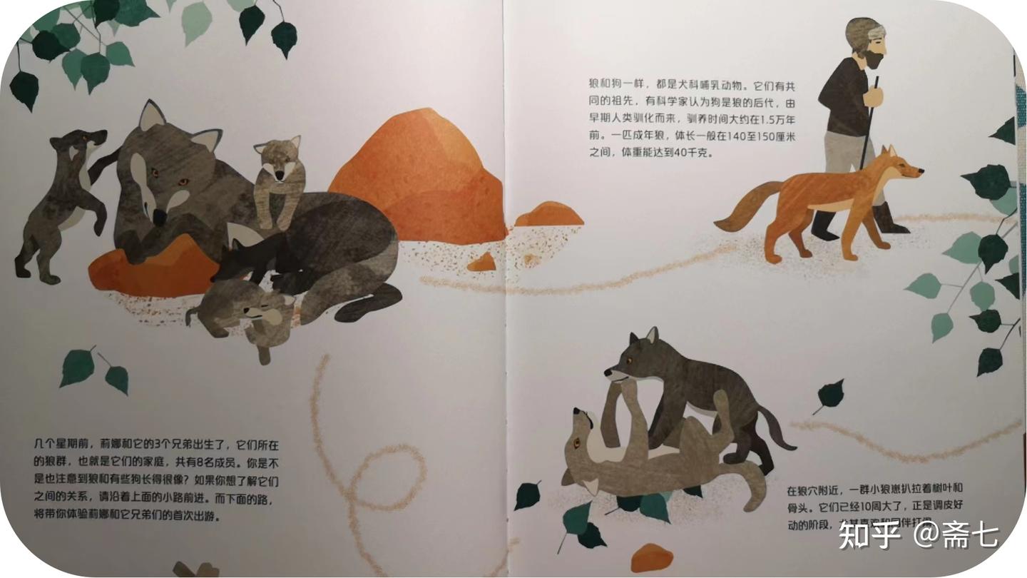狼与羊和平共处!!跟着手指去旅行——探秘狼 - 知乎