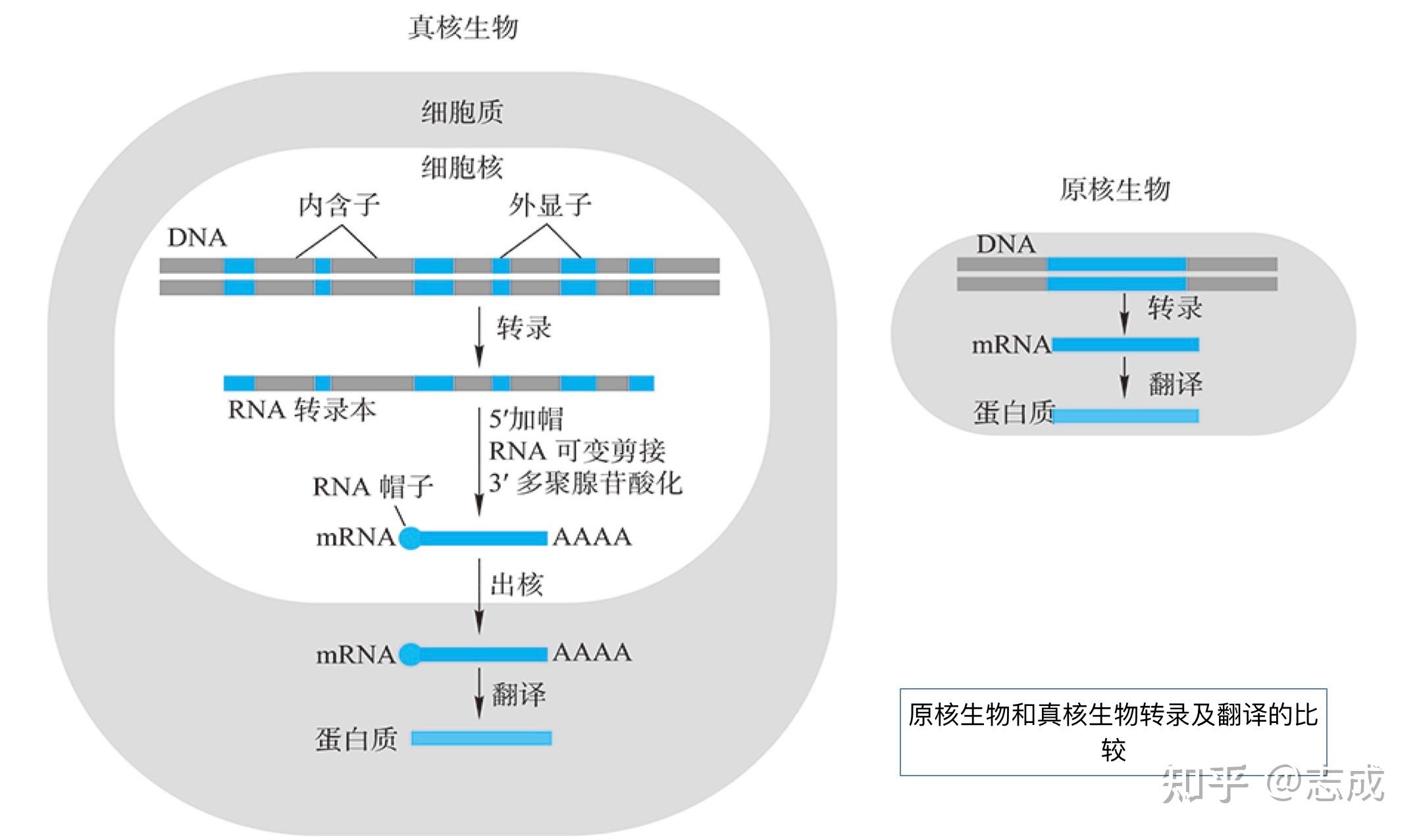 「分子生物學」學習筆記 知識總結(更新中) - 知乎