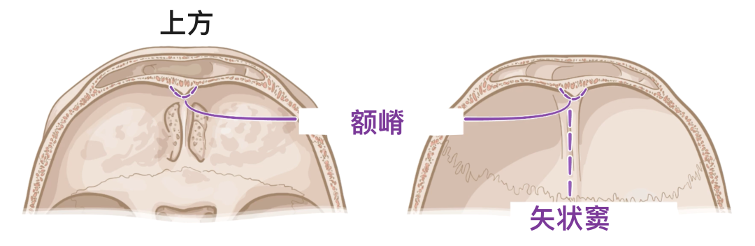 人体解剖学基础:颅骨 - 知乎