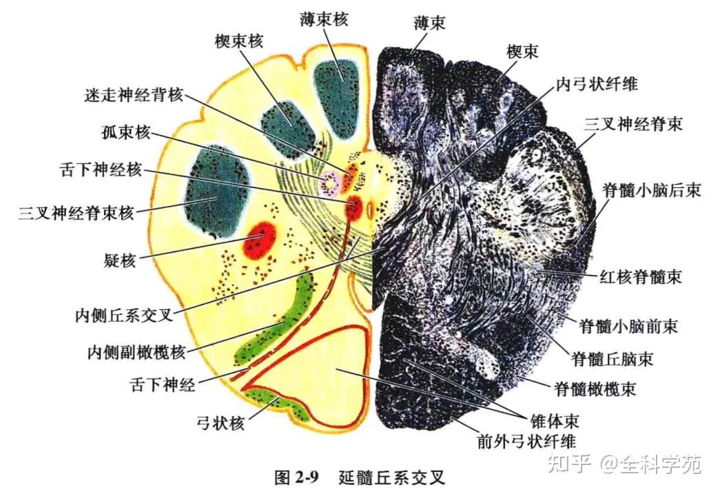 延髓腹侧面可见图片