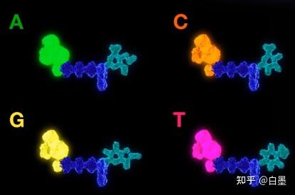 三代测序(SMRT Sequencing)