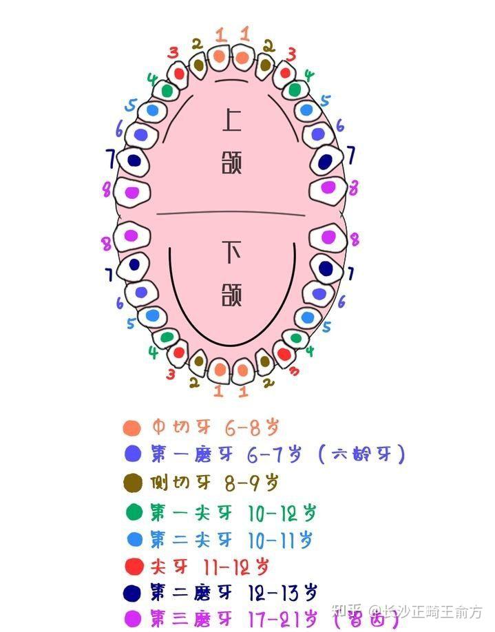 牙齿的十字架记法图解图片