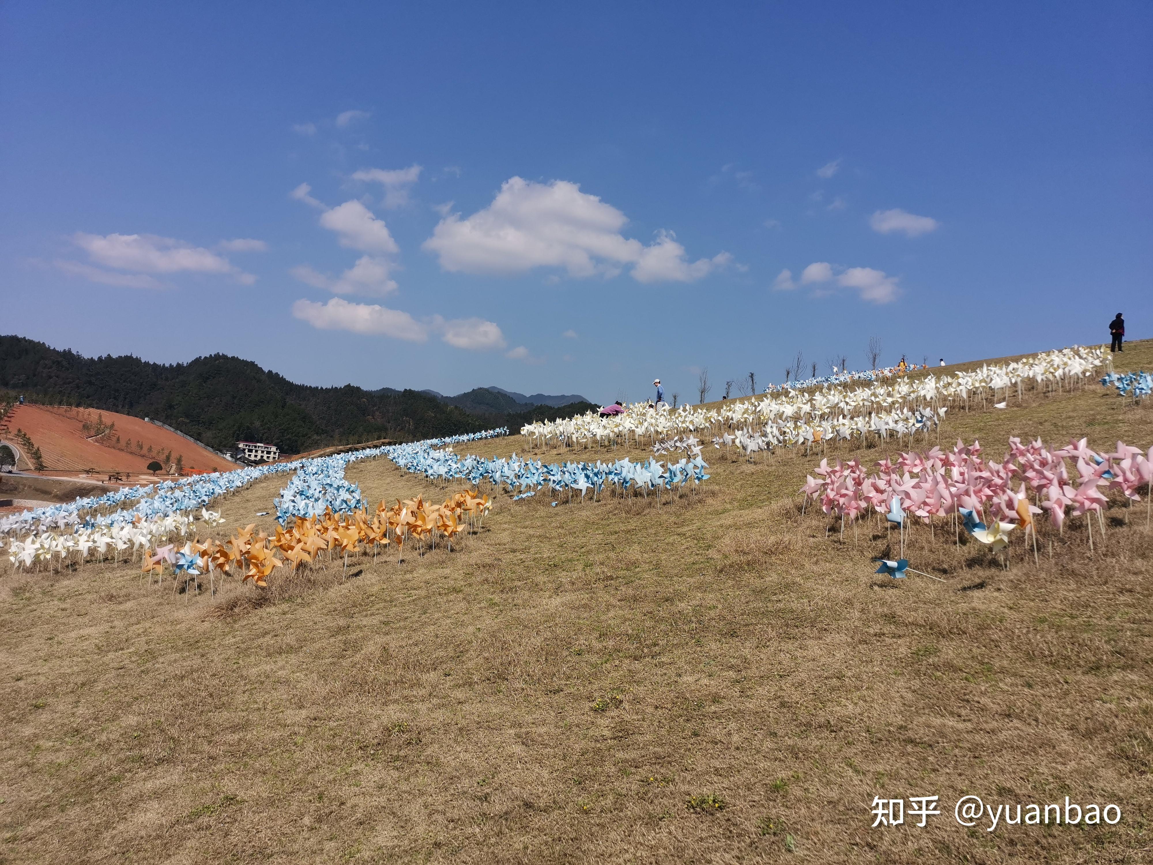 安化茶乡花海2021图片