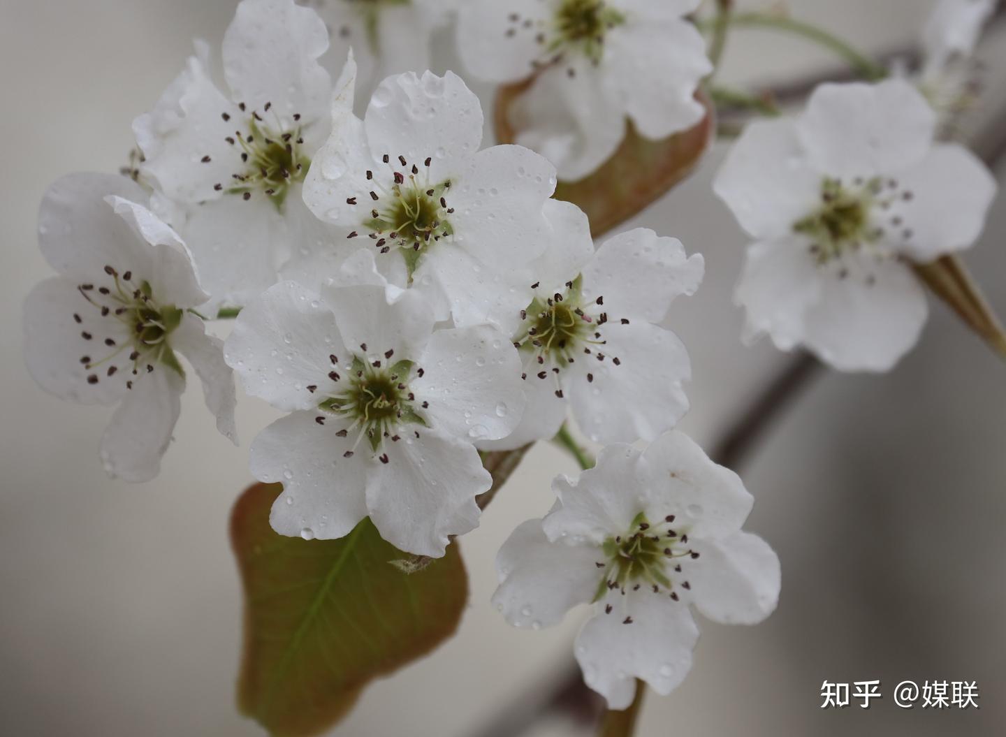 梨花盛绽融墨韵 杏林春暖润乡亲 “三香”雅集摄影纪实 - 知乎