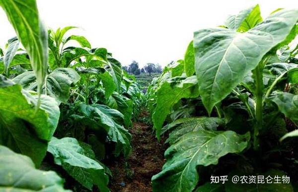 烤烟高产用什么叶面肥好？烤烟什么时间施肥好？烤烟叶面肥喷施昆仑风 - 知乎
