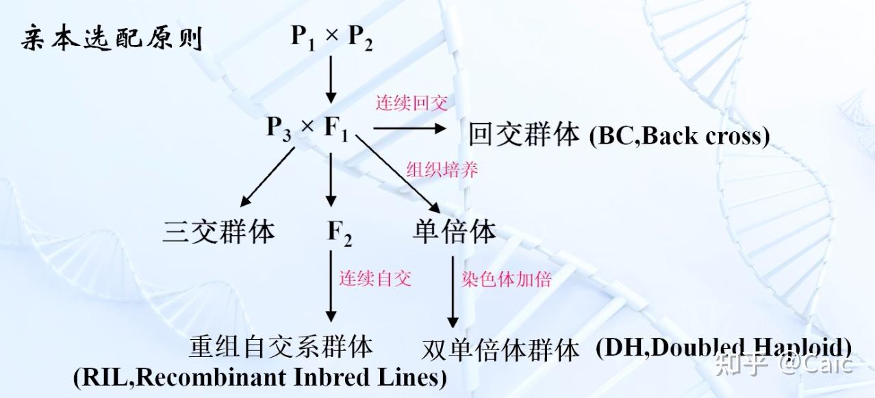 遗传学_8 数量性状的遗传 - 知乎