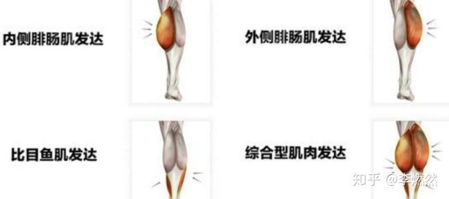 怎么瘦小腿的后面肌肉 v2-cac9c583a15b9938e605f56b729b2e39_r.jpg