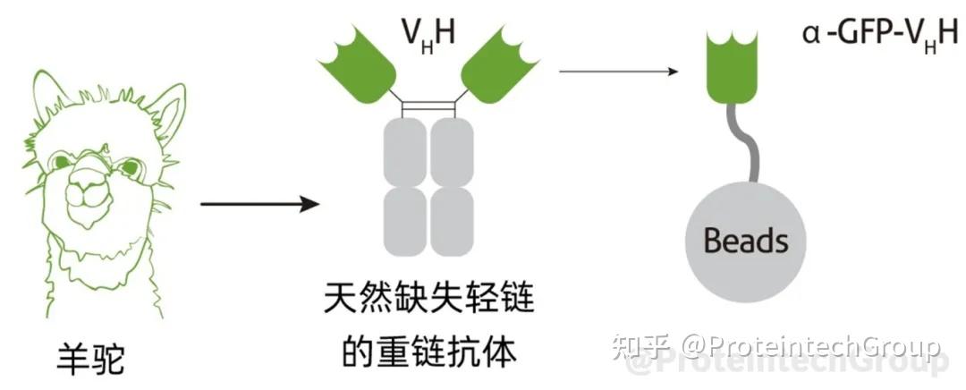 为什么IP/Co-IP结果中有明显杂带?这份自查指南请收好 - 知乎