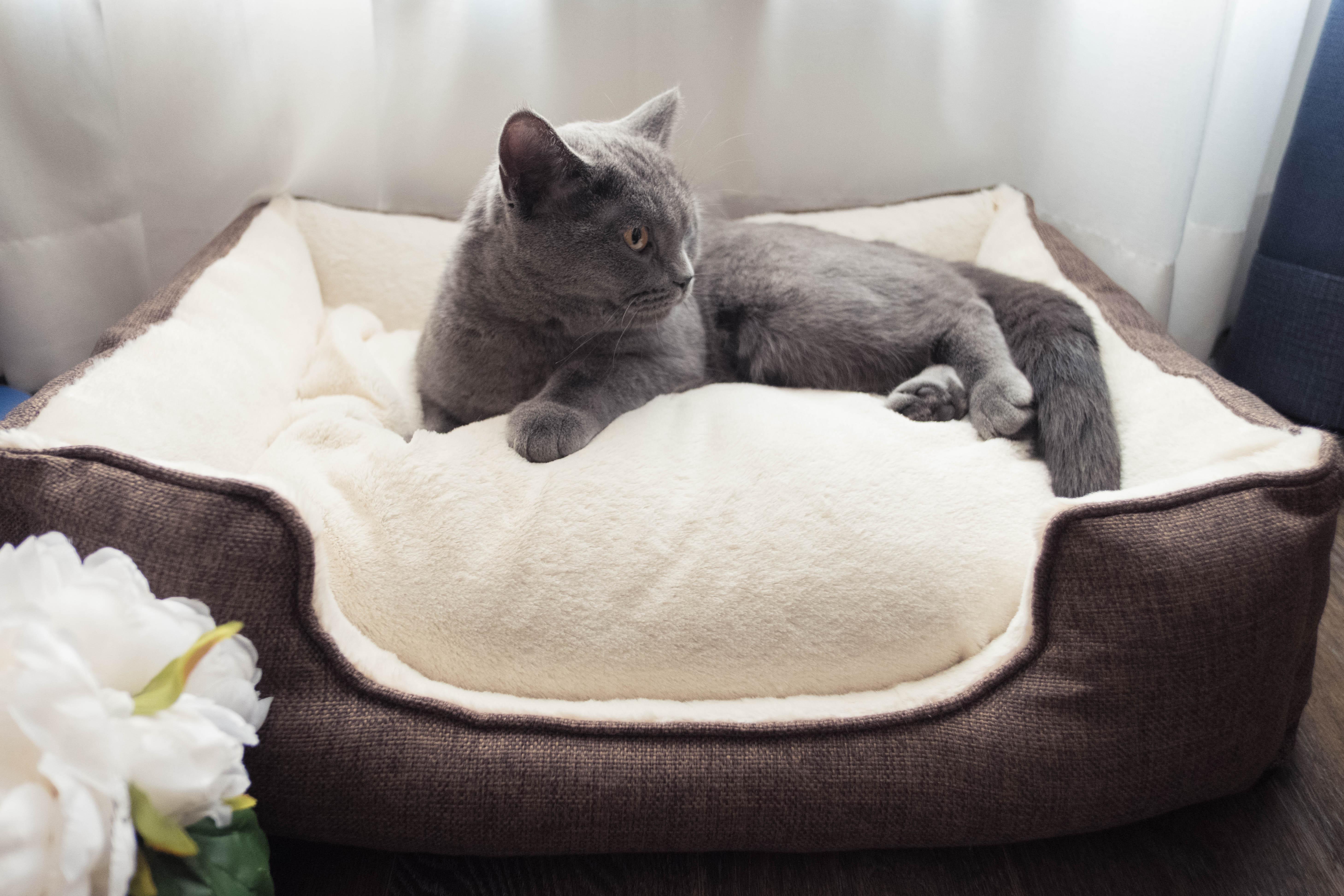 沙发上的小猫高清摄影大图-千库网