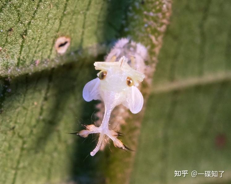 角蝉:带你看看昆虫的长相能有多怪?