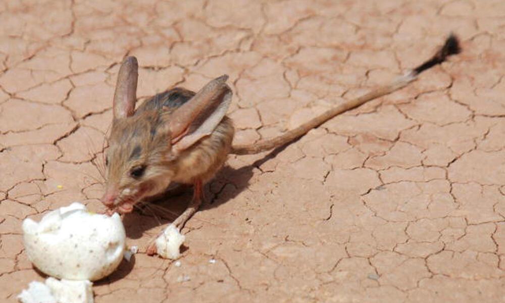 戈壁跳鼠现身保护区,被称为沙漠米老鼠