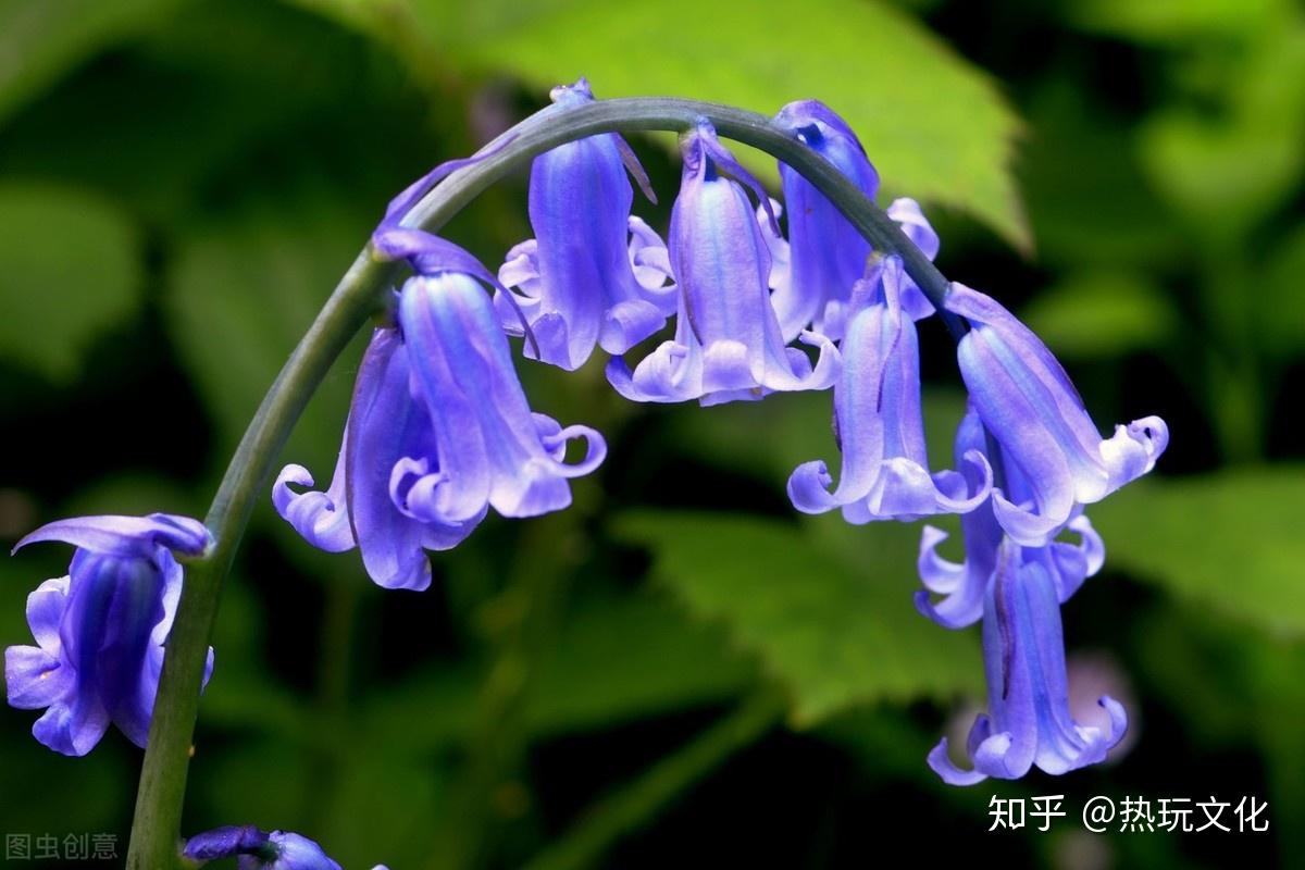 爱的花语之风铃草