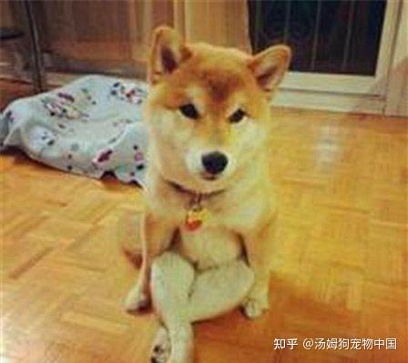 宠物犬容易生的疾病 汤姆狗宠物 知乎