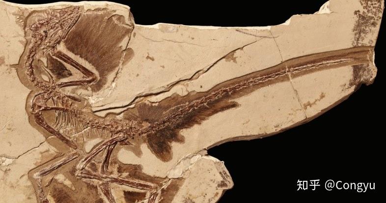 獸腳類漫談18傷齒龍科troodontidae