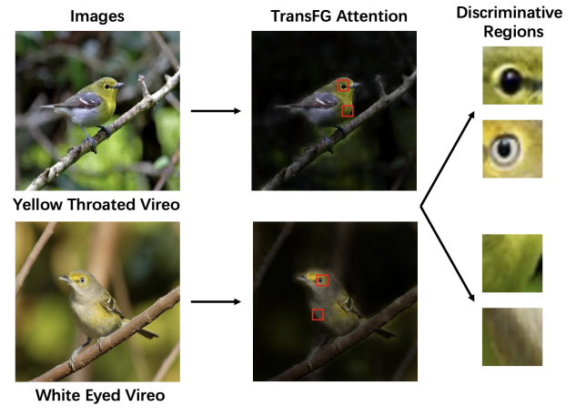 带你读AI论文丨用于细粒度分类的Transformer结构—TransFG 带你读AI论文丨用于细粒度分类的Transformer结构—TransFG