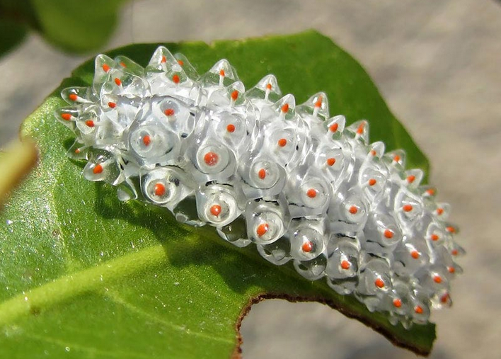 动物篇(21)·节肢动物门·鳞翅目