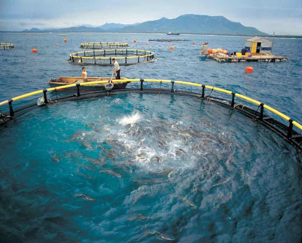 全球首发!10万吨级渔业养殖工船入海,"海上牧场"走进现实