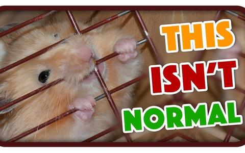 仓鼠为何咬笼子?