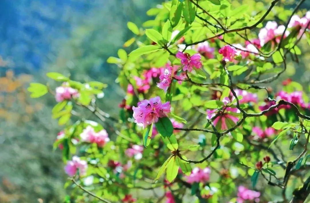 拍摄 | 王丽雅瓦屋山杜鹃花品种有47个,生长于海拔1400米-2800米的