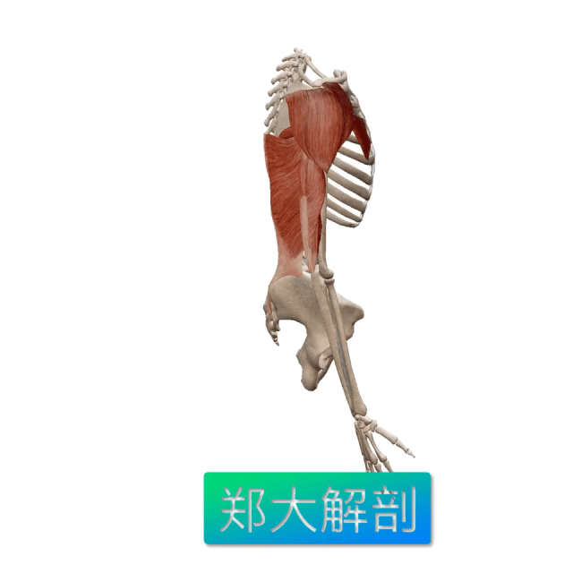 功能解剖|肱三头肌 - 知乎
