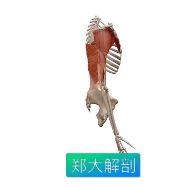 功能解剖|肱三头肌 - 知乎