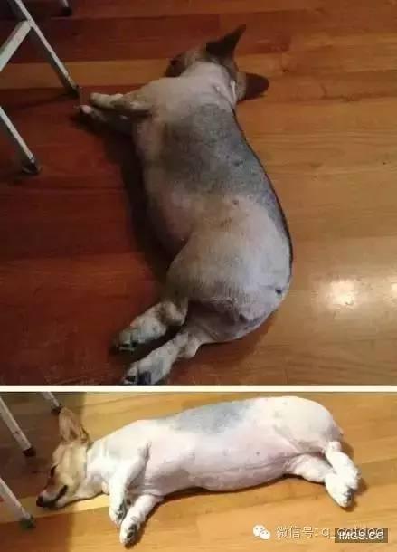 老妈带柯基去理发剃完后变成一只猪笑翻了