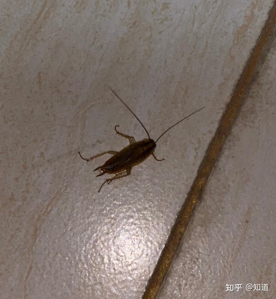 想帮忙看一下这是什么昆虫