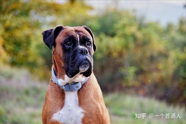 如果你养过拳师犬,就知道它有多棒! - 知乎