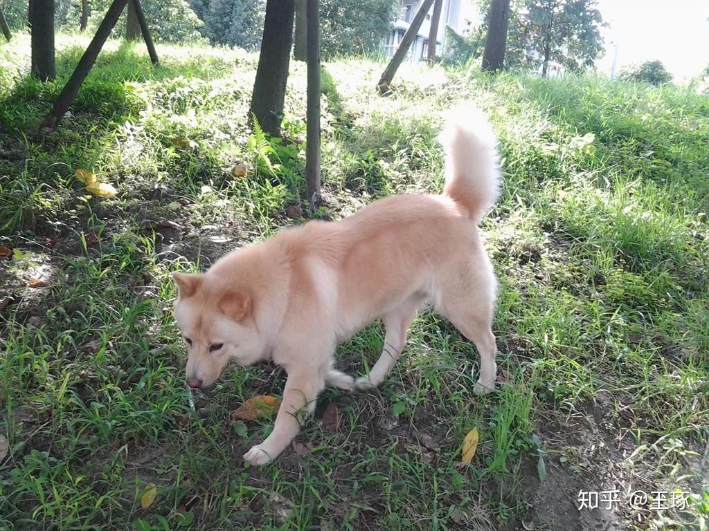 本犬纲目(中国本土狗品种大全) - 知乎