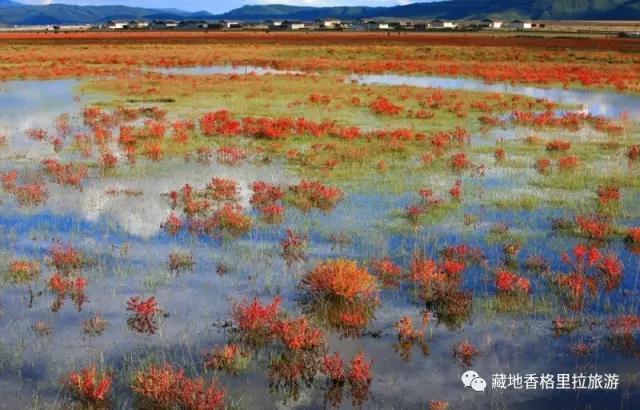 香格里拉10大必游景点“老司机”都去过,你走过几个?-香格里拉必看景点