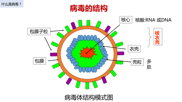 刚刚提到病毒结构非常简单,怎么个简单法呢?