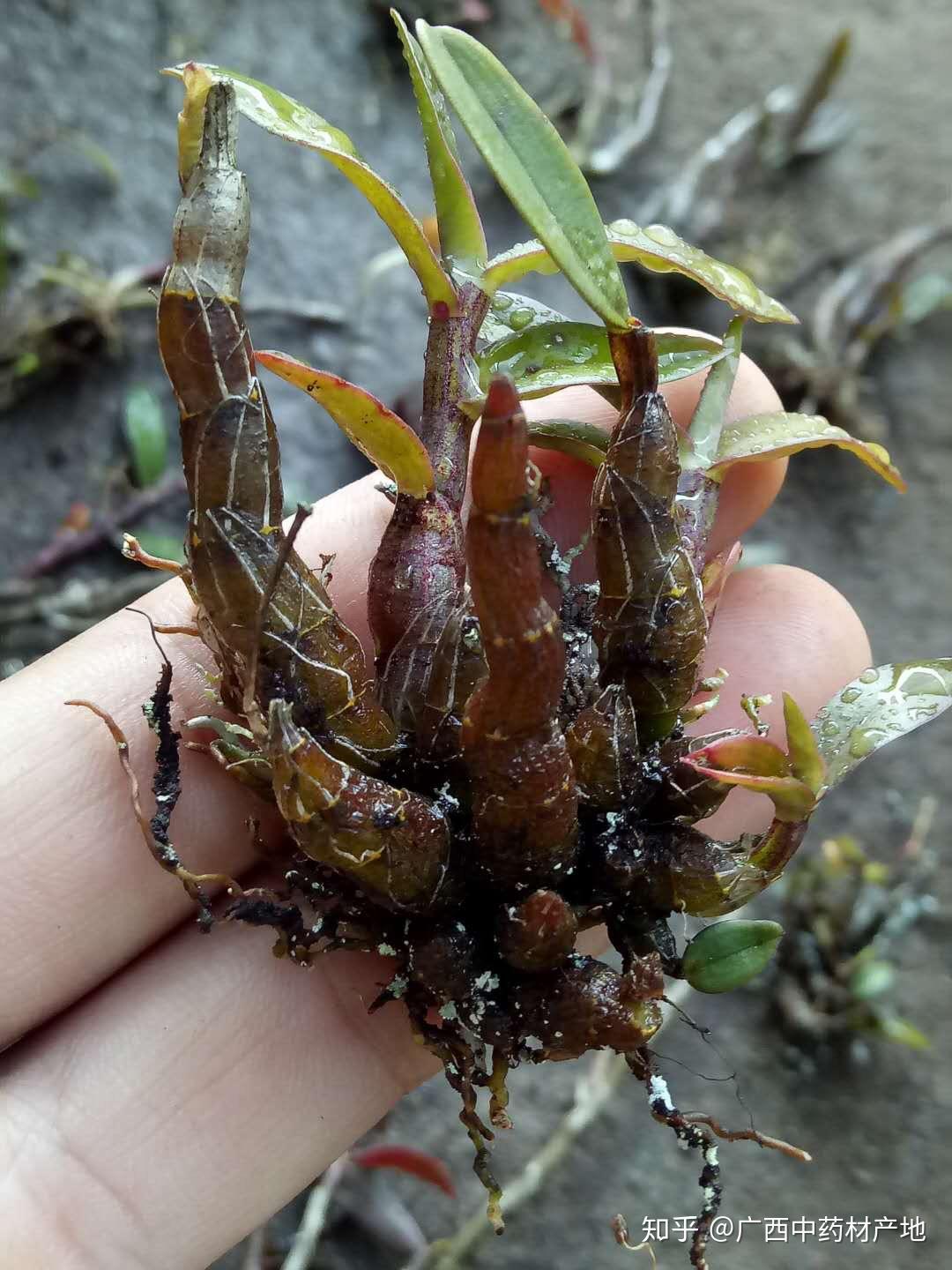 广西十万大山深处的野生铁皮石斛物稀价合适