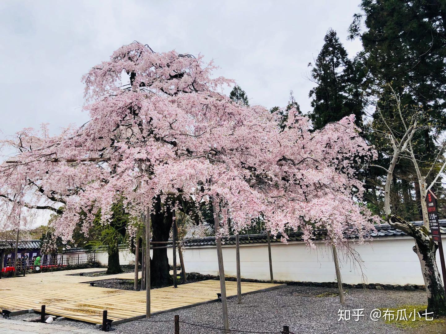 前言京都的醍醐寺是日本佛教真言宗醍醐派的總寺.