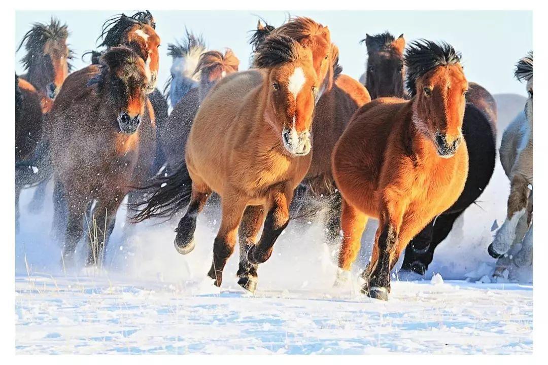 但真让超跑去拉货,它肯定比不过面包车,比如后来席卷世界的蒙古马,就