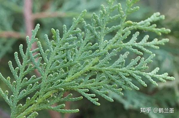 壮药丨侧柏叶的功效与作用及禁忌 - 知乎