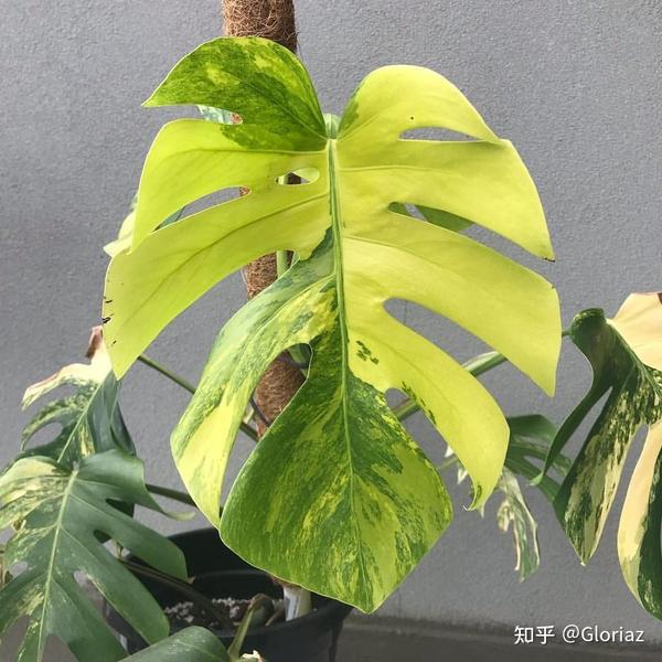 龟背竹 - 从入门到珍稀,来认识下这2021最网红植物 - 知乎
