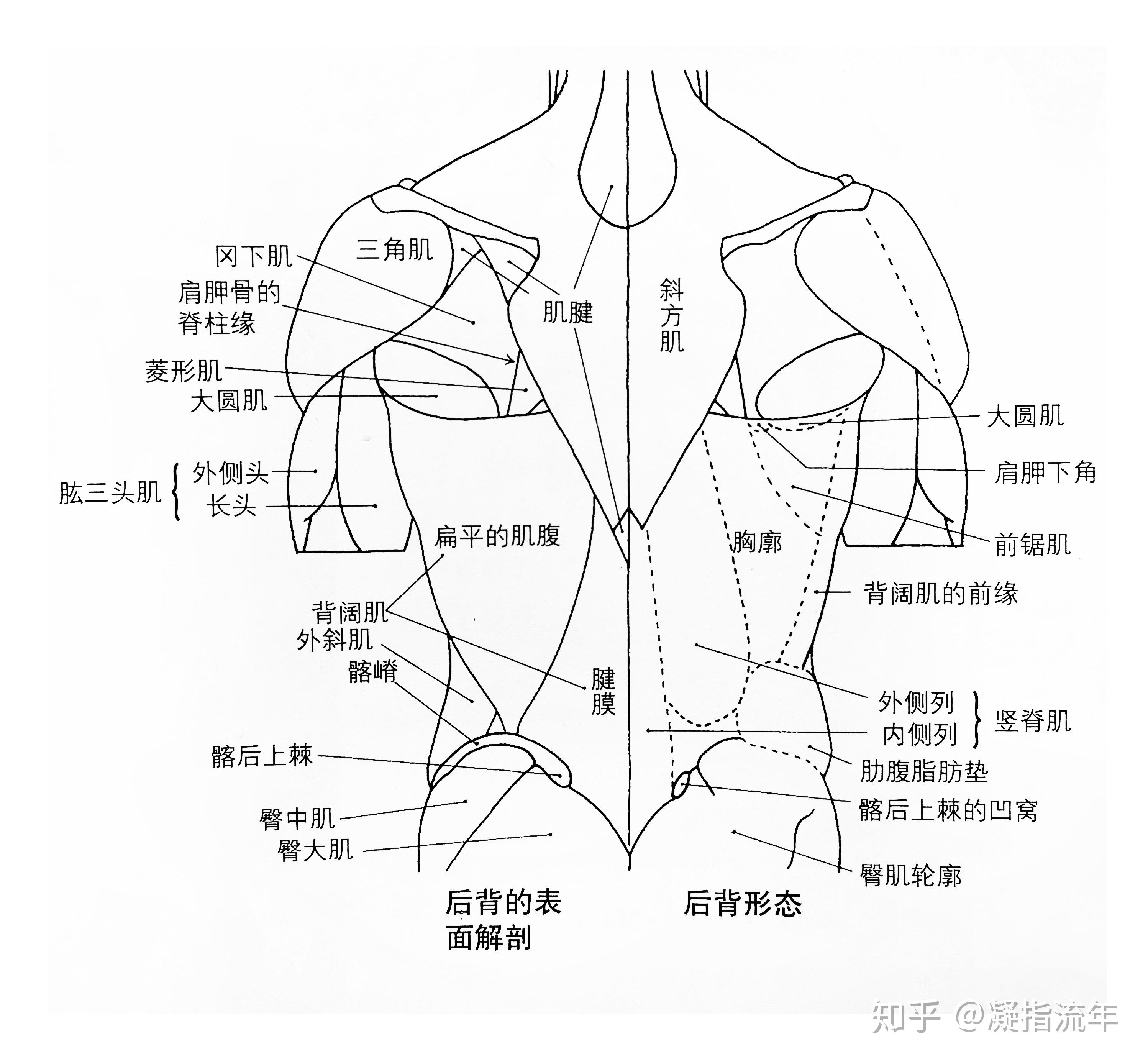 背部肌肉图解 结构图图片