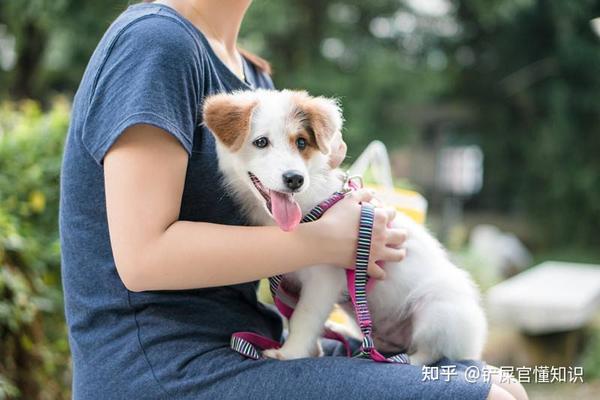 网友：“养狗”和“不养狗”的人，过的是截然不同的人生！ - 知乎