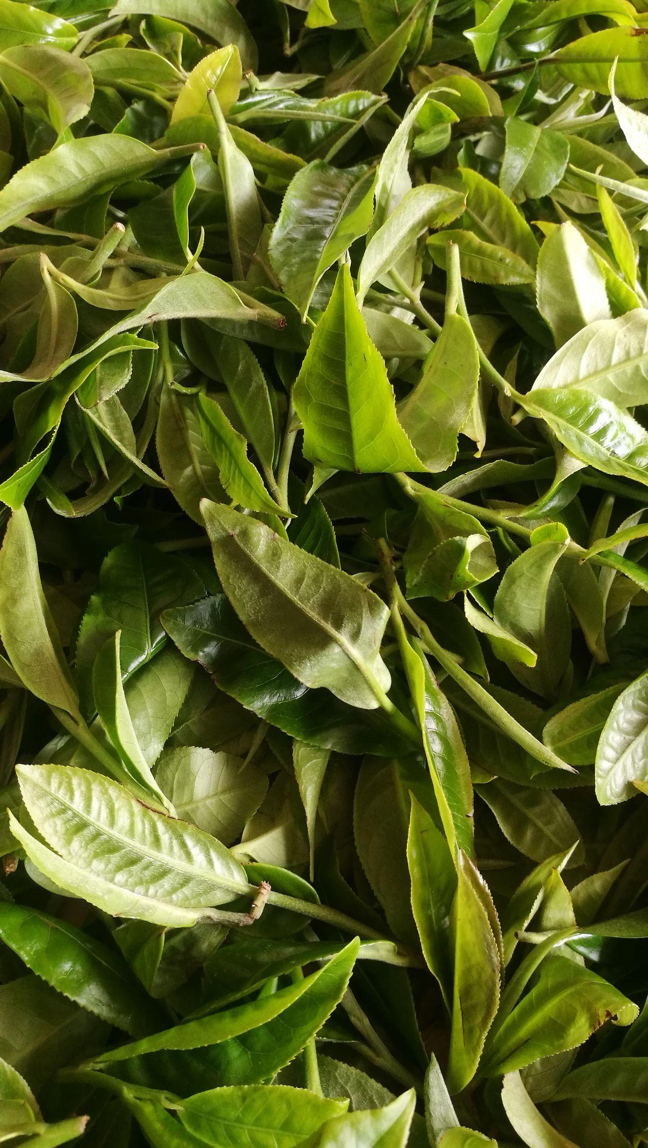 广别老寨妖茶皇家贡茶古村寨
