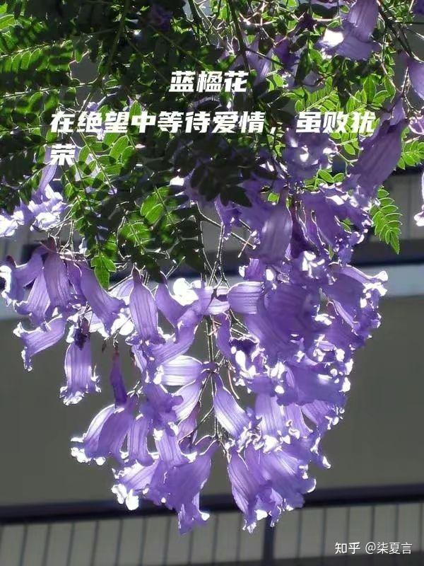 你被哪种花的花语惊艳到了呢