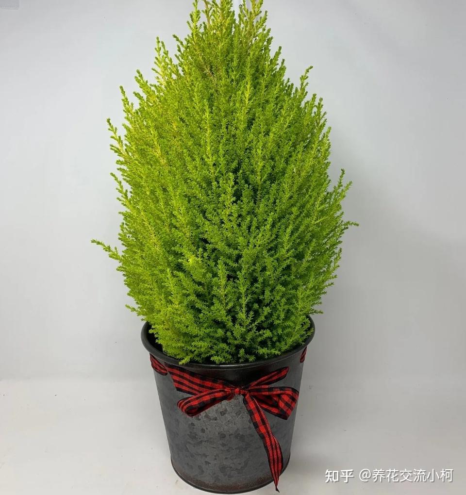 告诉你几个养护盆栽香松的秘诀，别再把它养枯萎了 - 知乎