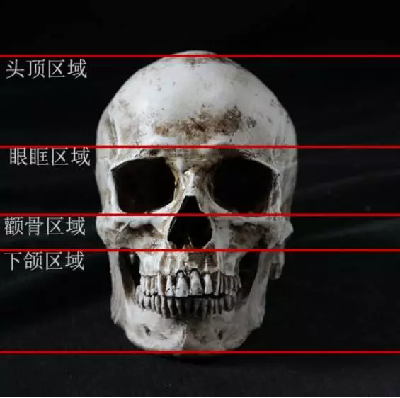 我们可以简单的把头骨分为四个部分:没有正确的比例,就不能做出完美的