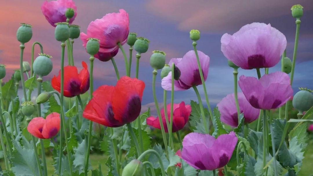 彼岸花的秘密 - 知乎