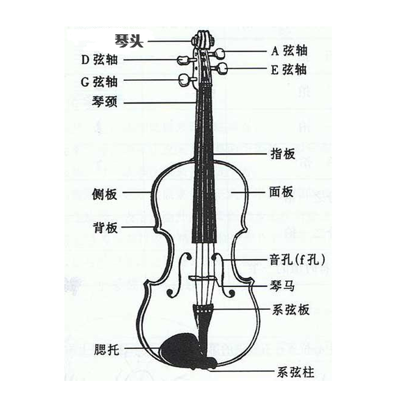 一,小提琴种类,结构,常用材质介绍