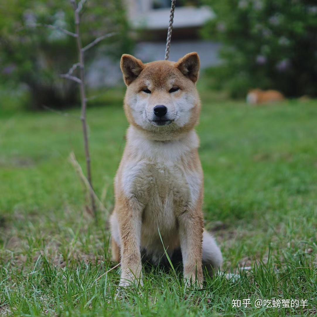 转让柴犬幼犬柴弟弟