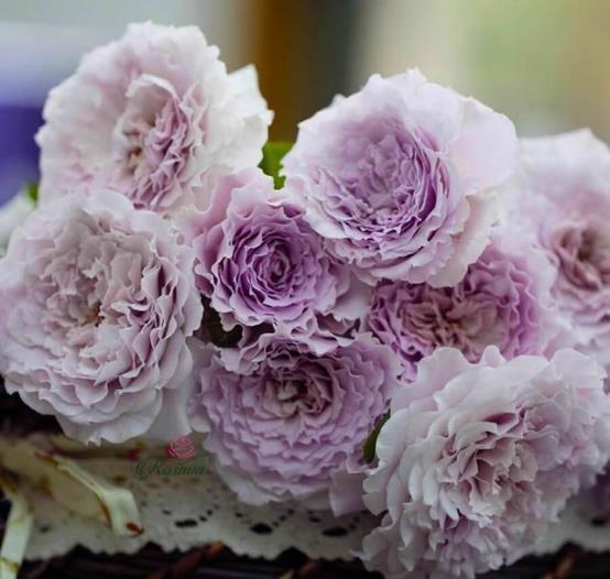 月季品种推荐 标新立异的波浪边月季 知乎