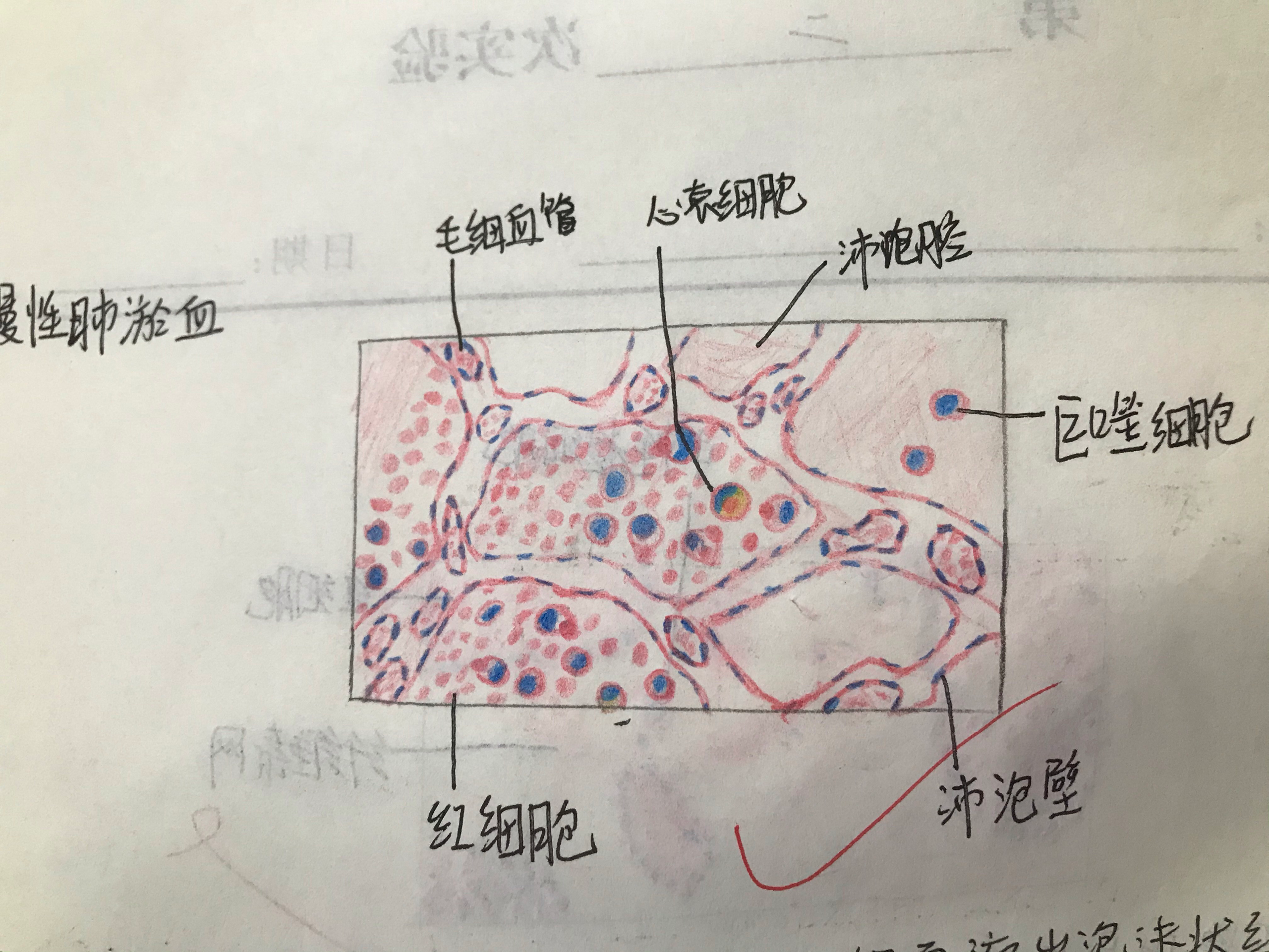 五种炎细胞手绘图图片
