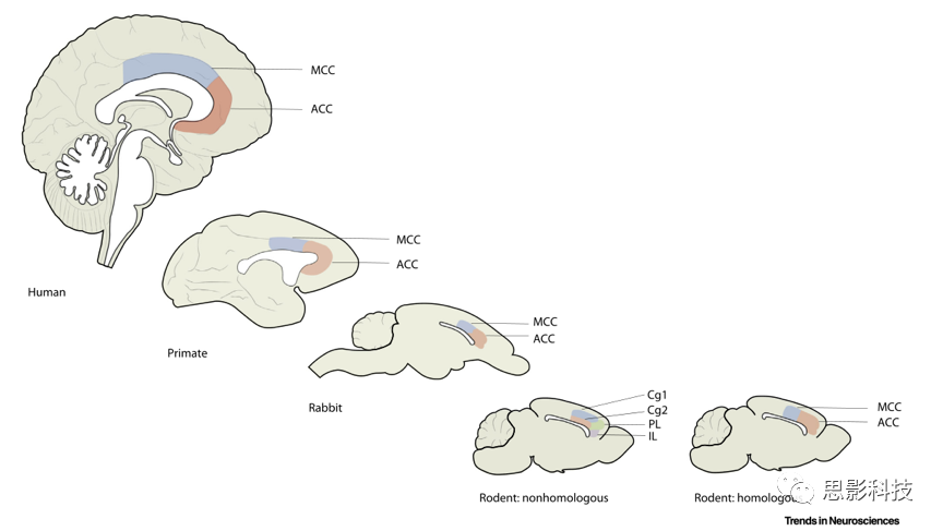 Trends in Neurosciences:扣带回皮质在哪里? - 知乎