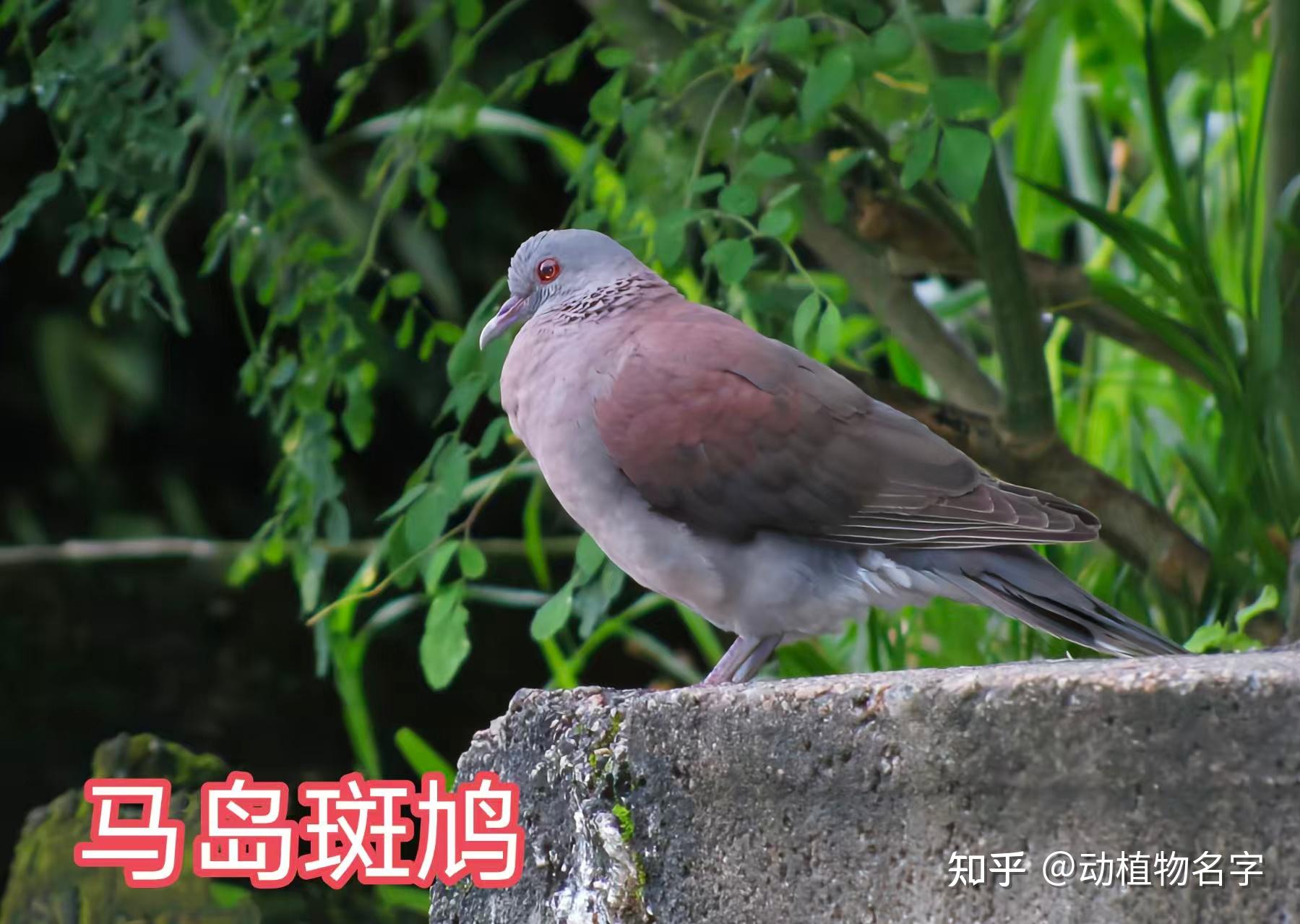99图带你走进鸠鸽科鸟类的世界 - 知乎